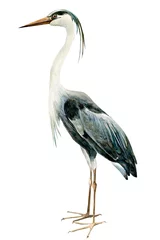 Foto op Plexiglas reigervogels op geïsoleerde witte achtergrond, waterverfillustratie © Hanna