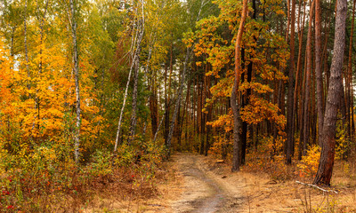 Autumn forest. The path meanders among the trees. Good weather. Beautiful autumn colors.