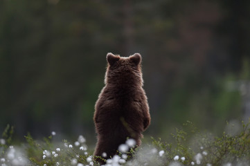 brown bear cub standing with its back © Erik Mandre