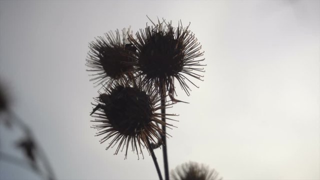 prickly seed burdock silhouette