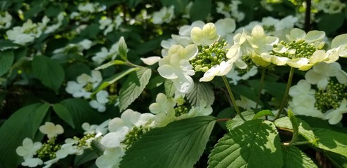 White Flowers Plants Nature