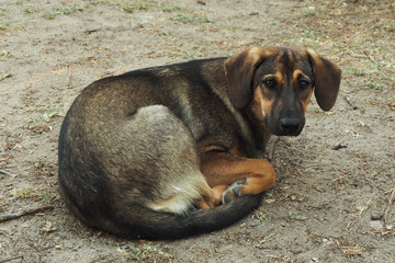 A stray dog, thin and sad, lies on the ground curled up. A sad look...