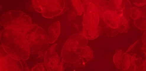 Red Jellyfish Texture