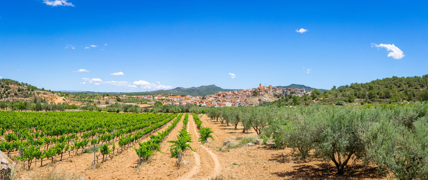 Panorama of Vineyards and fruit plants near Pinell de Brai, Catalonia, Spain