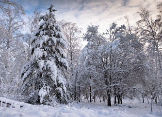Forest in the snow. The branches of the trees are covered with a thick layer of fresh white snow. Pine tree in the winter forest.