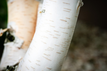 Part of birch trunk with white bark on green grass background.