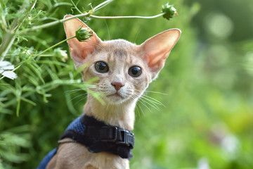 Abyssinian cat of fawn color, close-up portrait, walks along the lawn with flowers