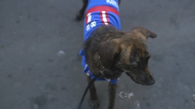 Cute dog with french soccer jersey