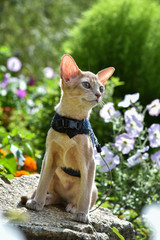 Young Abyssinian cat color Faun with a leash walking around the yard. Pets walking outdoors, adventures n the Park.