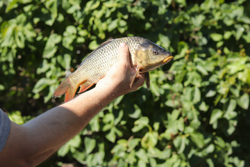 River carp in a hand close-up on a background of a bush. To fish. Fish catch