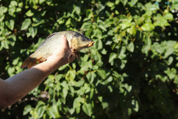 River carp in a hand close-up on a background of a bush. To fish. Fish catch