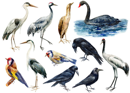 set of birds, watercolor illustration, collection of wild birds on isolated white background, heron, crane, black swan, bittern, goldfinch, crow