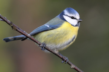 Fototapeta premium Blue tit