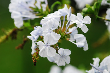 Close-up of flowers in the botanic garden of Funchal, Madeira, Portugal