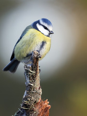 Blue tit