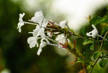Close-up of flowers in the botanic garden of Funchal, Madeira, Portugal