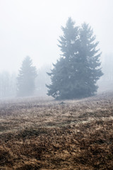 Foggy landscape, Strazov hill, Strazov Mountains, Slovakia