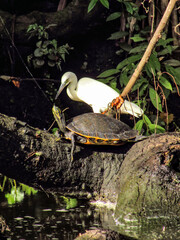 White egret looking at a turtle