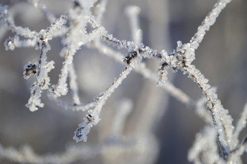 Frosty morning in the village. Grasses, trees, houses, the ground is all covered with snow and hoarfrost