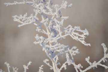 Frosty morning in the village. Grasses, trees, houses, the ground is all covered with snow and hoarfrost