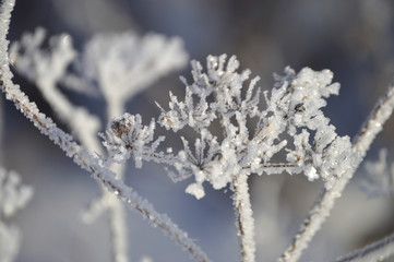 Frosty morning in the village. Grasses, trees, houses, the ground is all covered with snow and...