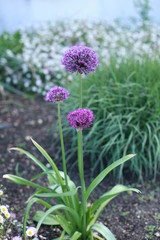 Allium d'ornement violet dans un massif