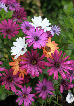 Fleurs d'Osteospermum de diff&eacute;rents coloris