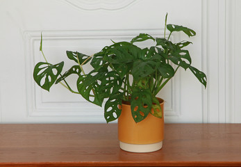 Philodendron Monstera Monkey