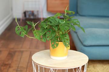 Philodendron Monstera Monkey © hcast