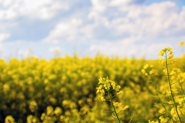 Obraz premium Yellow rapeseed flowers on sky background in defocus_