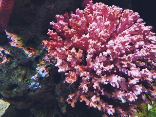 Fototapeta na wymiar Close up of beautiful Sea Coral Colony underwater