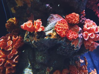 Close up of beautiful Sea Coral Colony underwater
