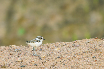 Little Ringed Plover