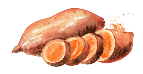 Whole and cut raw sweet potato or batat. Watercolor hand drawn illustration isolated on white background