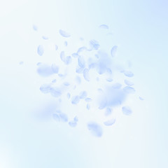 Light blue flower petals falling down. Original ro