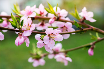 Peach branch with pink flowers on blurred green background_