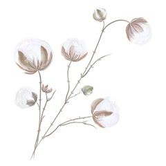 Cotton Branch Watercolor Illustration  Art