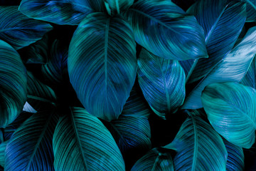 Obraz na płótnie Canvas leaves of Spathiphyllum cannifolium, abstract green texture, nature background, tropical leaf