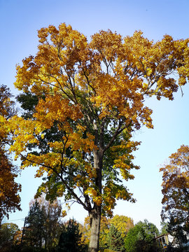 Linden tree in autumn afternoon with house in the distane