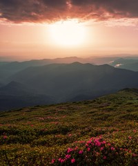  summer sunrise floral image, picturesque morning dawn, pink blooming flowers on the hill of mountains