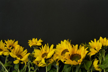 Bouquet of yellow blooming sunflowers on a black background, chalk board. There is a place for text.