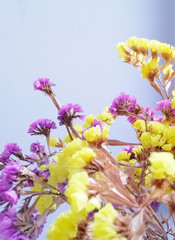 Fototapeta na wymiar Colorful flower dried flower Statice closeup, in vase