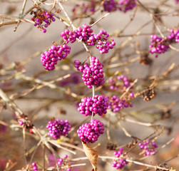 (Callicarpa giraldii) Kleine Baum oder Strauch von Callicarpa gefüllt mit Lila berren im Spätherbst © Marc