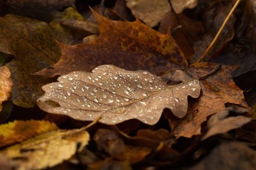 Vertrocknete Blätter im Herbst mit Wassertropfen nach dem Regen