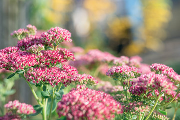 A bouquet of garden pink flowers. Flowers close-up. Holiday card