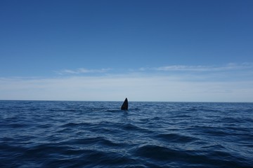 Obraz premium Whale tail