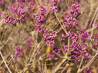 Zweig mit Laubblättern und Früchten von liebesperlenstrauch oder callicarpa (Callicarpa giraldii)