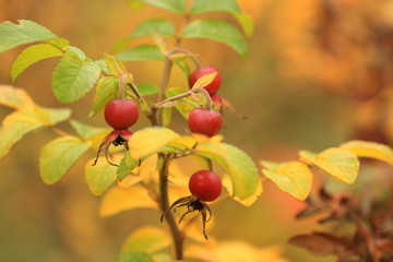 Rosehip berries, close-up, in the autumn in the park.