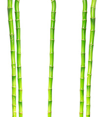 Bamboo isolated on a white background