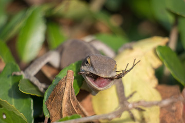 A Carolina Anole smacks on a spider for lunch. Yates Mill County Park, Raleigh, North Carolina.